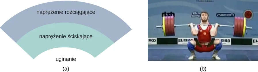 Rysunek A przedstawia siły doświadczane przez obiekt podczas zginania w dół. Obiekt doświadcza w górnej części naprężenia rozciągającego oraz naprężenia ściskającego w dolnej części. Rysunek B pokazuje zdjęcie zawodnika podnoszącego sztangę. Gryf sztangi jest zgięty.