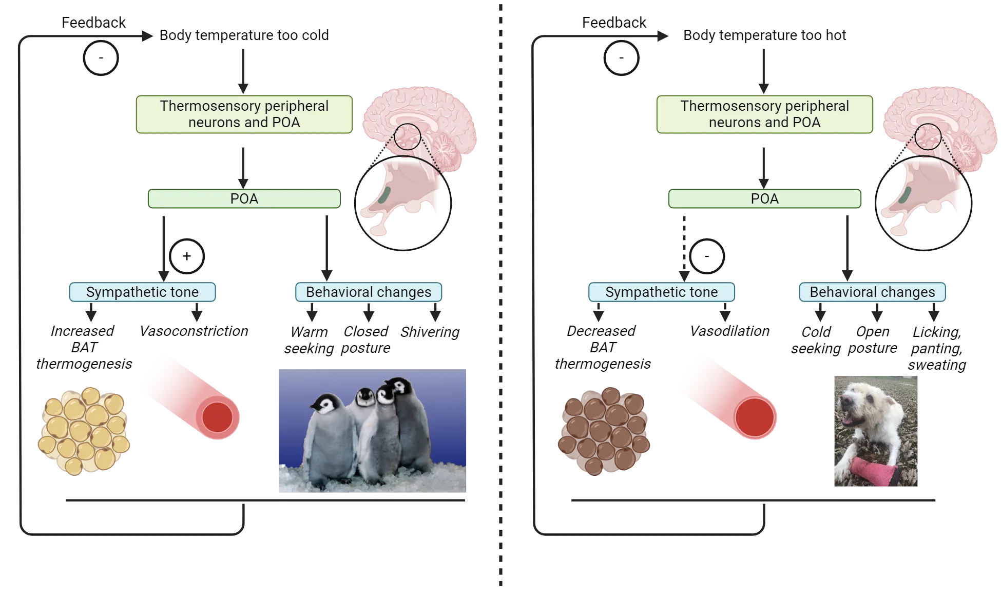 Left shows flowchart of feedback when body temperature is too cold. Right shows flowchart of feedback when body temperature is too hot. Feedback is described in detail in the main text. Photo of penguins huddling shown with behavioral changes to cold temperatures. Photo of dog panting shown with behavioral changes to hot temperatures. Diagrams of POA, adipose tissue and a blood vessel also shown to emphasize the roles of these structures.