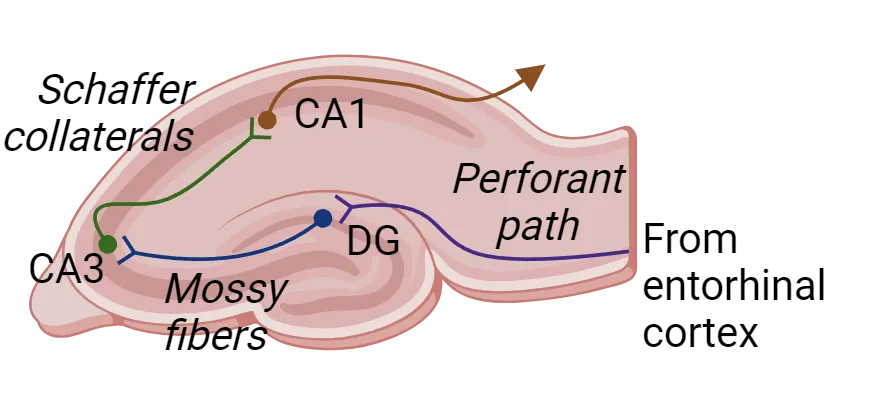 Diagram of the trisynaptic loop in a slice of hippocampus as described in main text.