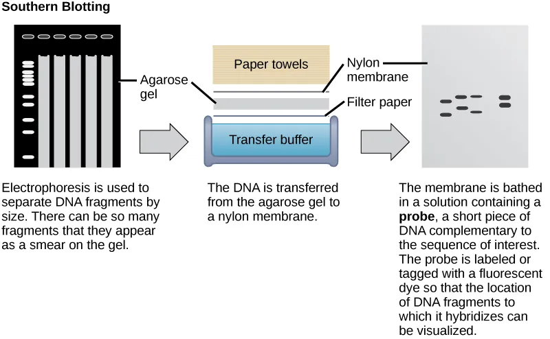 In Southern blotting, D N A is separated on the basis of size by agarose gel electrophoresis. The fragments run through the gel from top to bottom. In the gel shown in this figure, there are so many D N A fragments they appear as a smear in each lane. The D N A from the gel is transferred to a nylon membrane. To do so, the gel is sandwiched between filter paper and the membrane and placed in transfer buffer. Paper towels above the gel wick up the moisture and assist in the transfer. The nylon membrane is then incubated with a radioactively or fluorescently labeled probe that is complementary to the sequence of interest. Discrete bands appear where the sequence of interest is located.