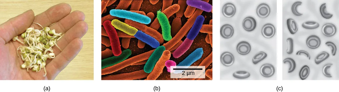 Photo A shows round green seeds with stems sprouting from them. Micrograph B shows rod-shaped bacteria about 2 microns in length. Sketch C shows normal, disk-shaped red blood cells on the left. On the right, many of the red blood cells are incomplete or fragmented.