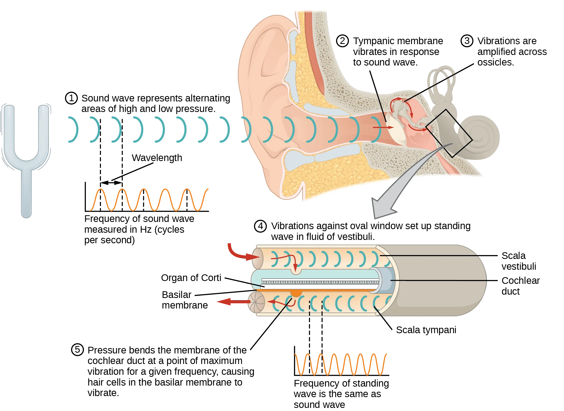 This diagram shows how sound waves travel through the ear, and each step details the process. A sound wave causes the tympanic membrane to vibrate. This vibration is amplified as it moves across the malleus, incus, and stapes. The amplified vibration is picked up by the oval window causing pressure waves in the fluid of the scala vestibuli and scala tympani. The complexity of the pressure waves is determined by the changes in amplitude and frequency of the sound waves entering the ear.