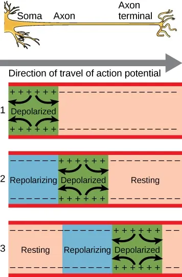Illustration of a nerve cell including soma, axon, and axon terminal, with three panels below describing direction of travel of an action potential through a neuron. In the topmost diagram, the cell is depolarized at the soma. In the middle diagram, the cell is depolarizing along the axon and repolarization is occurring behind depolarization. In the third diagram, the cell is depolarizing along the axon and repolarization is occurring behind depolarization, with resting occurring behind repolarization.