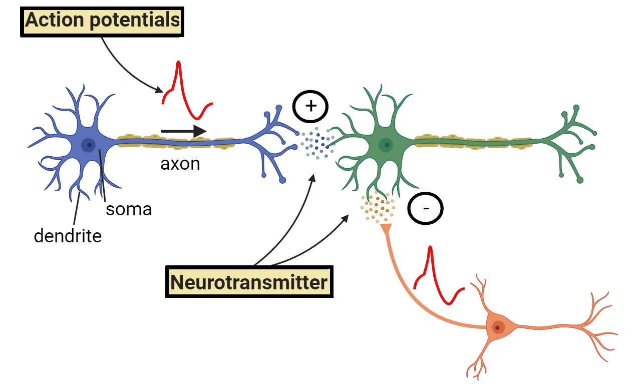 Top: Diagram of 3 neurons, showing inhibitory neurotransmitter released by one and excitatory neurotransmitter being released by another. 