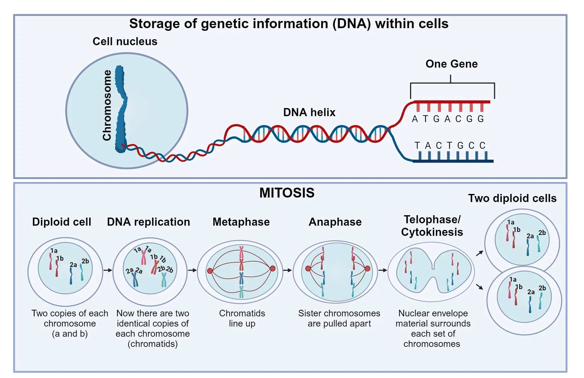 Two part diagram. Top half shows a condensed chromosome being pulled apart into a thread of double helix DNA and that double helix then unwinding to show paired nucleotide bases (As and Ts, Gs and Cs) as part of one gene. Bottom half shows steps of mitosis. 1) Diploid cell: Two copies of each chromosome are shown in a cell nucleus. 2) DNA replication: Chromosomes duplicate. Now there are two identical copies of each chromosome (chromatids). 3) Metaphase: Chromatids line up single file in the across the diameter of the nucleus. 4) Anaphase: Sister chromosomes are pulled apart. 5) Telephase/cytokinesis: Nuclear envelope material surrounds each set of chromosomes. 6) Two diploid cells are shown.