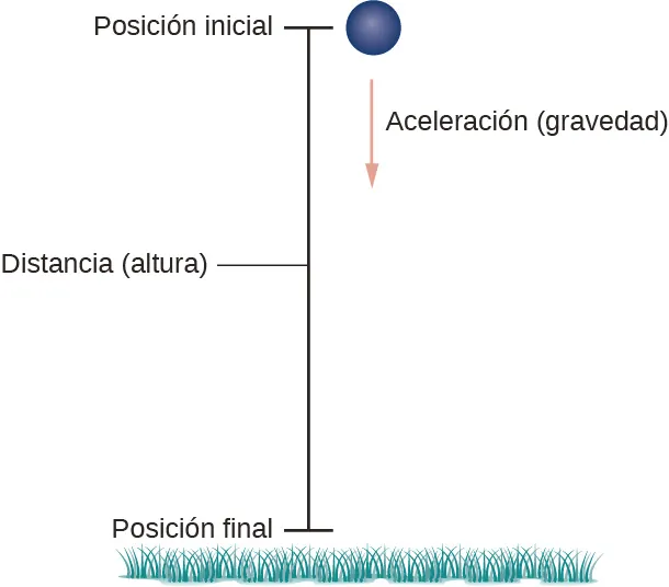 Esta figura es una bola que cae en una trayectoria vertical. La bola está en la parte superior en la posición inicial. Desde la bola se dibuja un vector verticalmente hacia abajo marcado como "aceleración". La línea vertical está marcada como "distancia". En la parte inferior de la línea se indica "posición final". También hay hierba en la parte inferior de la figura.