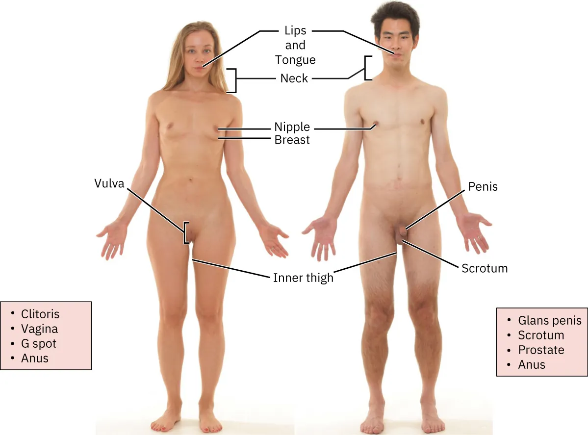 Image of erogenous zones on a male and female. Both include: lips, tongue, neck, nipple, breast, inner thigh, anus. Females include: vulva, clitoris, vagina, G spot). Males include: glans penis, scrotum, prostate.
