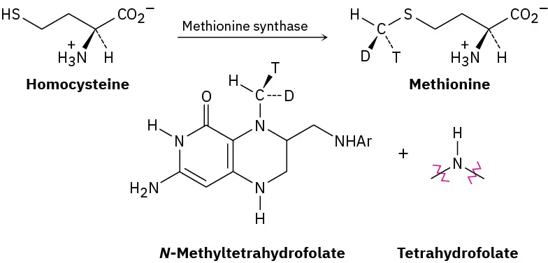 The reaction of homocysteine in the presence of methionine synthase forms methionine, N-methyltetrahydrofolate, and Tetrahydrofolate.