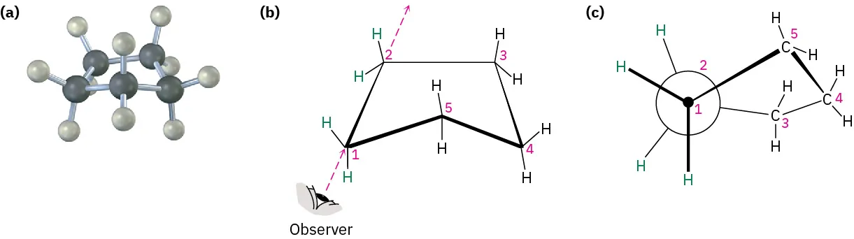 The ball and stick model, chair conformation, and Newman projection of cyclopentane. The carbon atoms are numbered in chair conformation and Newman projection.