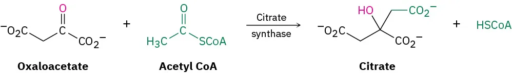 Oxaloacetate reacts with acetyl Co A in the presence of citrate synthase to form citrate and H S Co A.