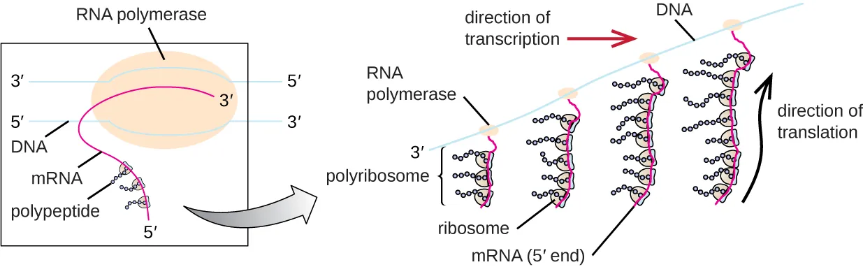 Diagram showing a double strand of DNA with RNA polymerase and a newly forming RNA strand. As the RNA elongates ribosomes bind and begin forming proteins. As the RNA gets longer, more and more ribosomes are bound in a row; this is called a polyribosome.