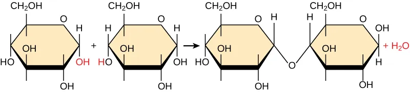 Shown is the reaction of two glucose monomers to form maltose. When maltose is formed, a water molecule is released. The components of the linkage are upper case O upper case H from one glucose molecule combining with one upper case H from the second glucose molecule.