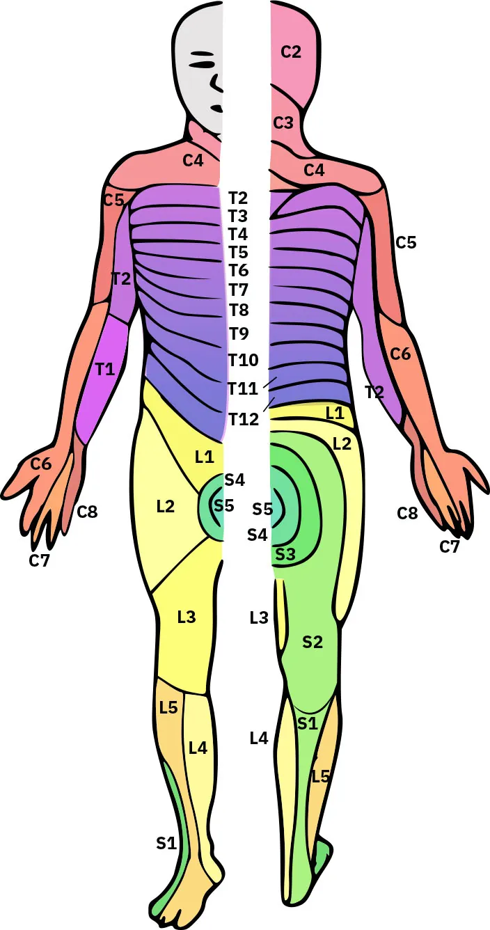 Illustration of dermatome areas of the body, each labeled with a letter and a number combination.
