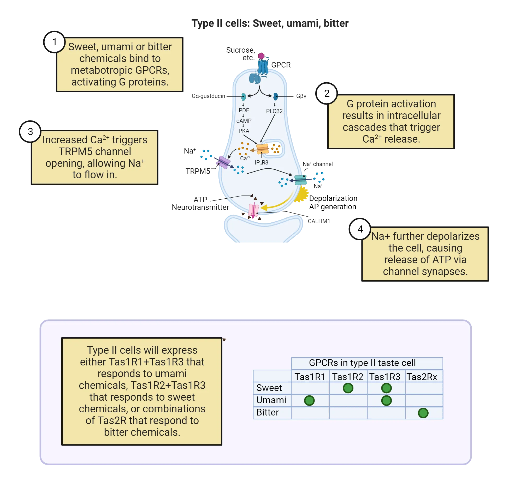 Top of image shows transduction mechanism in type II cells as described in the main text. The bottom shows a chart with tastants (sweet, umami, bitter) on the y axis and GPCRs in type II taste cell on the Y axis. Type II cells will express either Tas1R1+Tas1R3 that responds to umami chemicals, Tas1R2+Tas1R3 that responds to sweet chemicals, or combinations of Tas2R that respond to bitter chemicals.