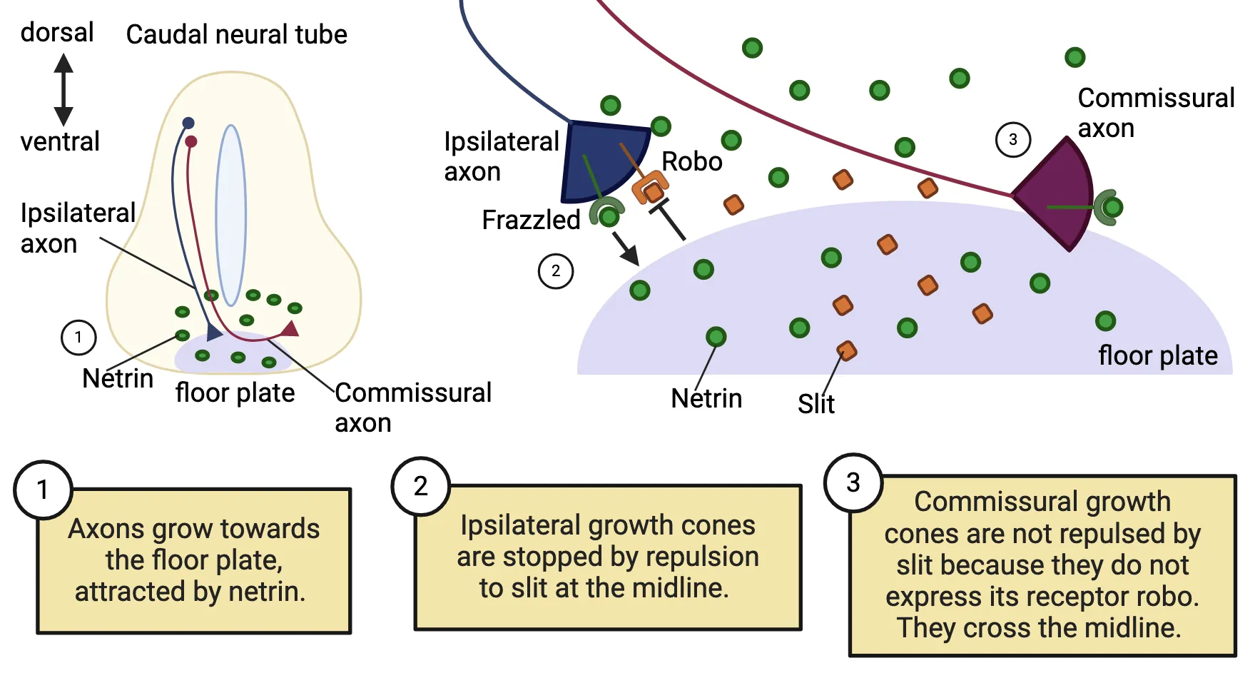  Left shows a horizontal section of developing spinal cord, with floor plate on the ventral side and an elongated ventricle in the middle. Netrin is shown emanating from the floor plate area. Two neurons are shown with cell bodies on the dorsal, left side. Ipsilateral axons extend from the body to the ipsilateral floor plate. Commissural axons extend through the floor plate area to the right, ventral side. Right shows a zoom-in of the floor plate area. Netrin is shown again, and now the protein Slit is also shown coming from the floor plate. Ipsilateral axons have netrin receptors (frazzled) and slit receptors (robo). Commissural axons have only netrin receptors. Ipsilateral growth cones are stopped by repulsion to slit at the midline. Commissural growth cones are not repulsed by slit because they do not express its receptor robo. They cross the midline.t