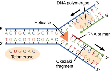 The figure shows a zipper-like structure. The top strand of the zipper is labeled 5 prime and the bottom strand of the zipper is labelled 3 prime. Attached to the inside of these two strands are combinations of A C G and T. At the leftmost portion of the 3 prime strand, there is an orange oval marked telomerase with the letters A A U C C C.. Telomerase is placed under a segment on the 3 prime strand that reads T T A G G G.  At the far right of the figure, the structure looks unzipped. On the bottom portion of the unzipped section, a portion of the 3 prime strand highlighted in red with the label R N A primer. This label corresponds to T A A inside the zipper.  Immediately following this is a green arrow moving in 5 prime to 3 prime direction labelled as Okazaki fragment.  On the top unzipped portion there is an orange oval marked D N A Polymerase with an arrow moving in the 3 prime to 5 prime direction.