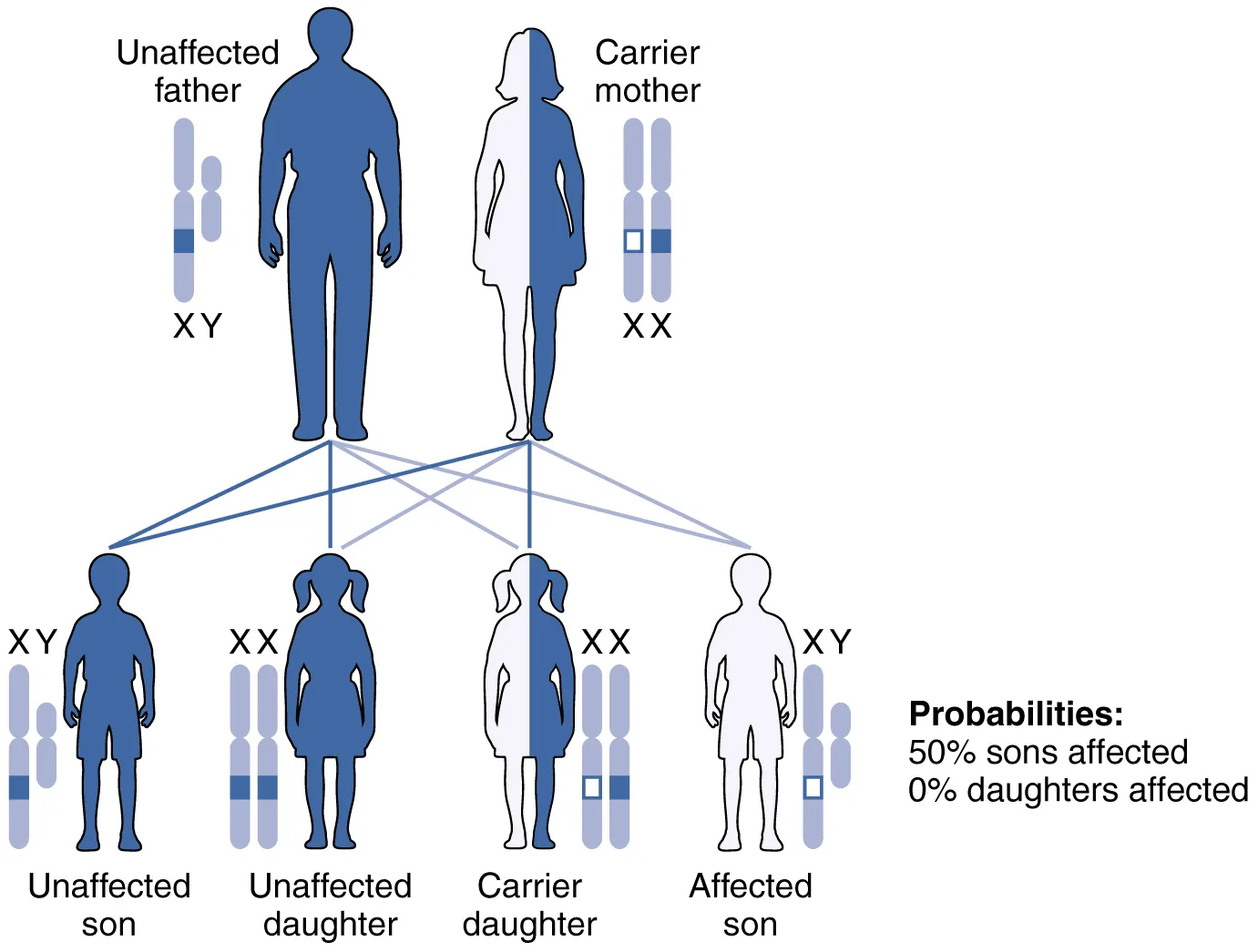 This figure shows the offspring from a carrier mother with the X-linked recessive inheritance.