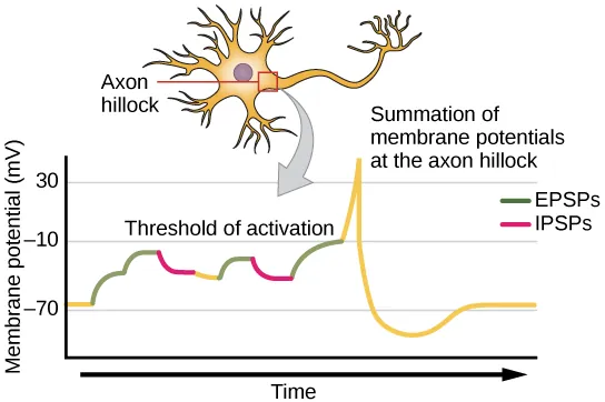 Illustration shows the location of the axon hillock, which is the area connecting the neuron body to the axon. A graph shows the summation of membrane potentials at the axon hillock, plotted as membrane potential in millivolts versus time. Initially, the membrane potential at the axon hillock is minus 70 millivolts. A series of E P S Ps and I P S Ps cause the potential to rise and fall. Eventually, the potential increases to the threshold of excitation. At this point the nerve fires, resulting in a sharp increase in membrane potential, followed by a rapid decrease. The hillock becomes hyperpolarized such that the membrane potential is lower than the resting potential. The hillock then gradually returns to the resting potential.