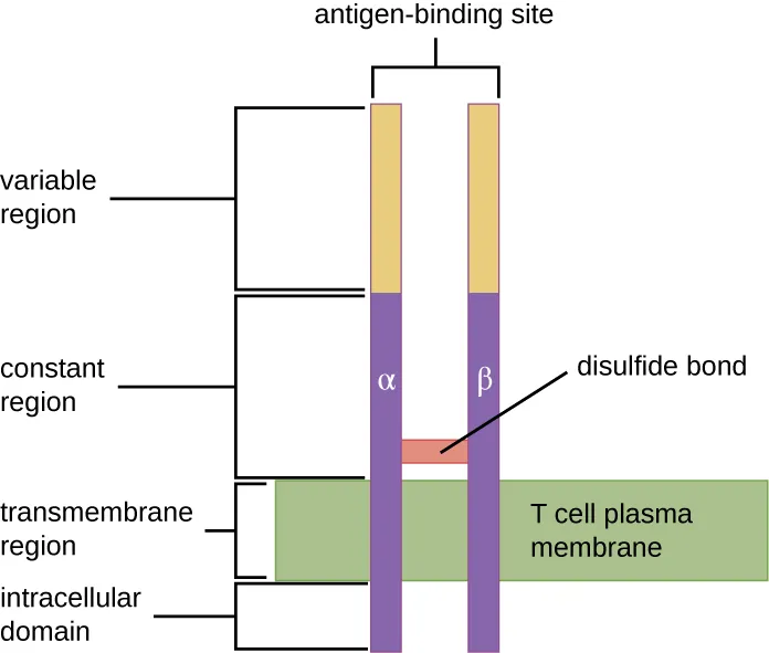 Drawing of a two bars spanning the T cell plasma membrane. On one side of the membrane is the intracellular domain. The transmembrane region spans the membrane. The constant region is outside the membrane; a disulfide bond holds these two bars together in the constant region. The variable region is at the top and contains the antigen binding sites.