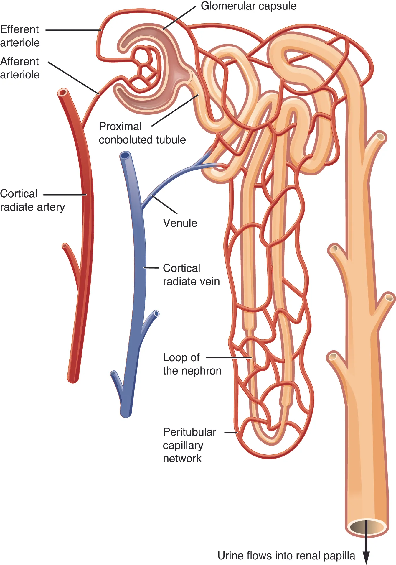 This image shows the blood vessels and the direction of blood flow in the nephron.