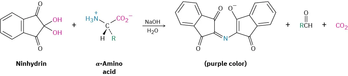 Ninhydrin reacts with an alpha-amino acid in the presence of sodium hydroxide and water to form a purple color compound. The other byproducts are aldehyde and carbon dioxide.