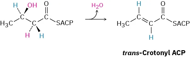 A beta hydroxy thioester is dehydrated to form trans-crotonyl A C P. The C-C single bond in the reactant converts to a double bond in the product.