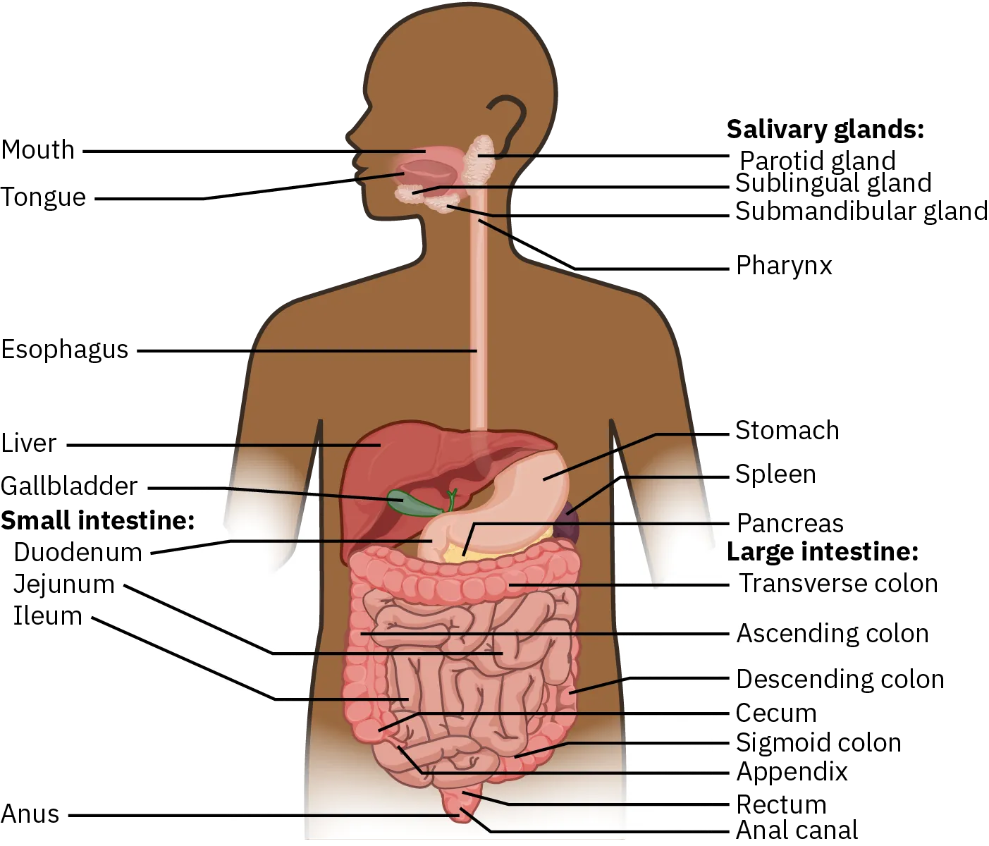 A diagram shows the entire digestive system, from the mouth to the anus. The digestive system begins with the mouth, tongue, and salivatory glands, which include the parotid, sublingual, and submandibular glands. Next is the pharynx, which connects to the esophagus. From there, is the stomach, which is surrounded by the liver, gallbladder, spleen, and pancreas. The stomach and liver are large organs, while the spleen and pancreas are smaller, and the gallbladder is the smallest. The next part of the digestive system is the small intestines, which consists of the duodenum, jejunum, and ileum. After that is the large intestine which consists of the transverse colon, ascending colon, descending colon, cecum, and sigmoid colon. The small colon appears as a smooth tube that is folded up on itself many times, while the large colon is a partitioned tube that bends around the small intestine, enclosing it on three sides. The final parts of the digestive system are the rectum, anal canal, and anus.