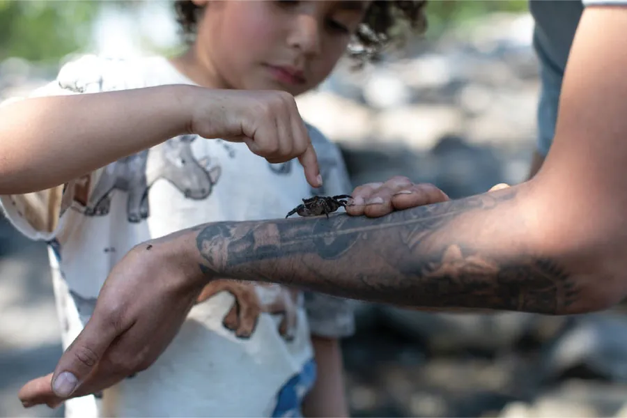 Image of a child touching a bug that is sitting on an adult’s arm.