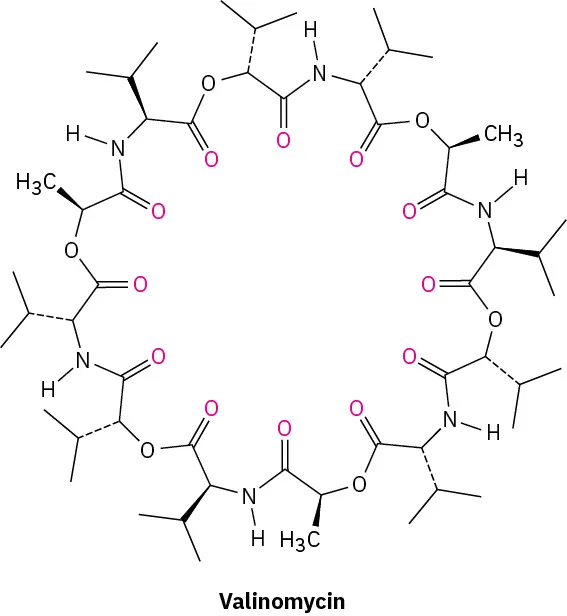 The structure of valinomycin composing a circular arrangement of oxygen atoms, nitrogen monohydride, isopropyl groups, and a carbon chain linked by ester and amide bridges.