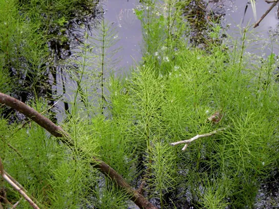 In the photo horsetails are bushy and grow in water.