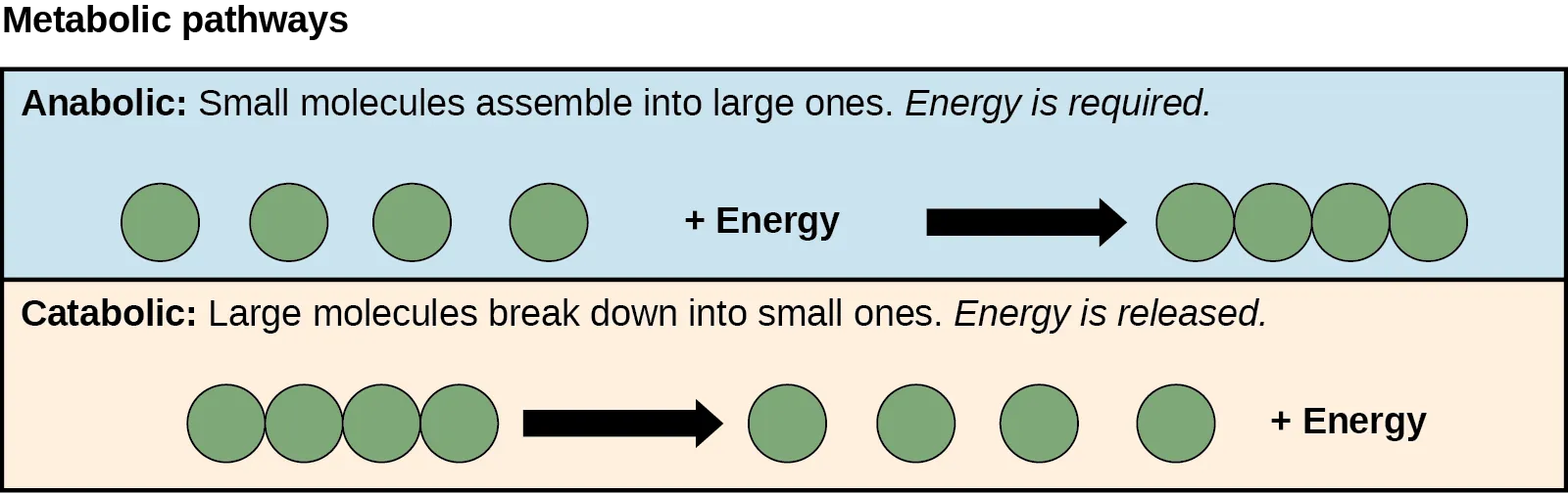 Anabolic and catabolic pathways are shown. In the anabolic pathway (top), four small molecules have energy added to them to make one large molecule. In the catabolic pathway (bottom), one large molecule is broken down into two components: four small molecules plus energy.