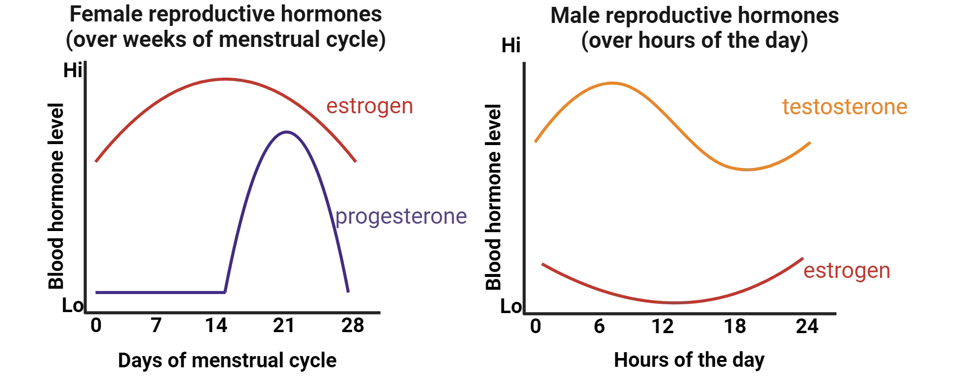 Left is a graph of blood hormone level (y-axis) vs Days of menstrual cycle (x-axis) in females. Estrogen peaks in the middle of the cycle while progesterone peaks towards the end. Right is a graph of blood hormone level (y-axis) vs hours of the day (x-axis) in males. Testosterone fluctuates up and down over a course of hours. Estrogen is generally lower than testosterone and is lowest in the middle of the 24h cycle.