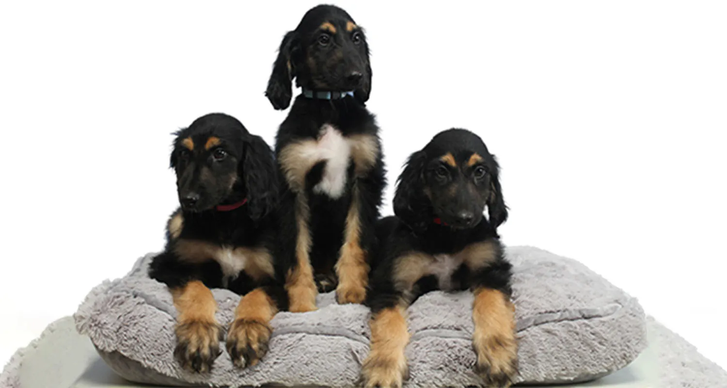 Alt Text Placeholder