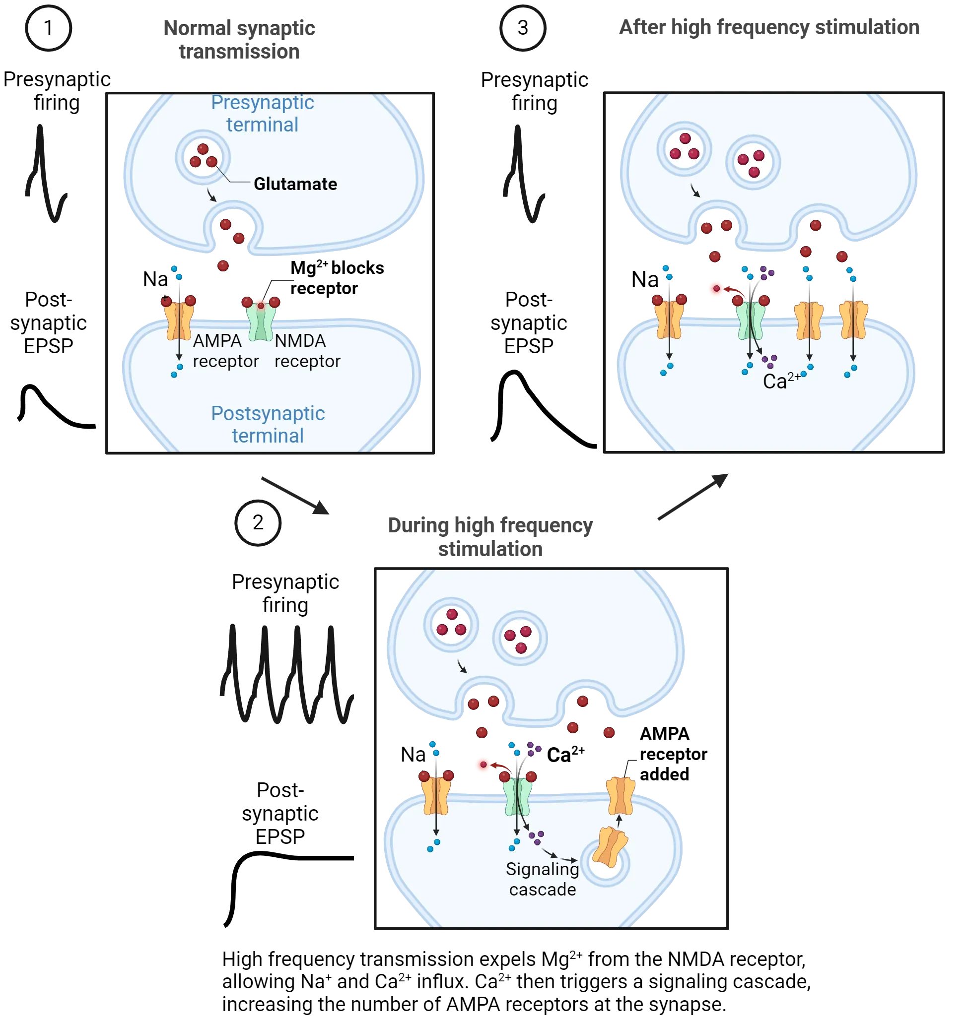 Three steps of LTP are diagrammed in a glutamatergic synapse. 1) Normal transmission: Presynaptic glutamate opens postsynaptic AMPA receptor, Na+ flows in. NMDA is blocked by Mg2+. EPSP is moderate. 2) During high frequency stimulation: High frequency transmission expels Mg2+ from the NMDA receptor, allowing Na+ and Ca2+ influx. Ca2+ then triggers a signaling cascade, increasing the number of AMPA receptors at the synapse. EPSP is very high and sustained. 3) After high frequency stimulation: Presynaptic glutamate opens many AMPA receptors (letting in Na+) and the NMDA receptors (letting in Na+ and Ca2+). EPSP is larger than at start.
