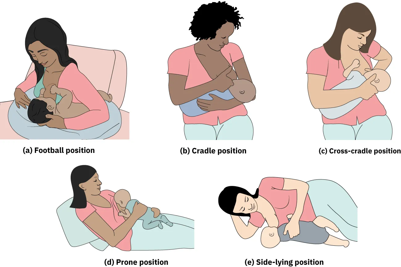 Diagram showing breastfeeding positions: cradle, cross-cradle, football, prone, and side-lying.