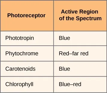 Table with two columns and five rows. Top, left header reads: Photoreceptor. Top, right header reads: Active region of the spectrum. Second row, left cell reads: Phototropin. Second row, right cell reads: Blue. Third row, left cell reads: Phytochrome. Third row, right cell reads: Red–far red. Fourth row, left cell reads: Carotenoids. Fourth row, right cell reads: Blue. Fifth row, left cell reads: Chlorophyll. Fifth row, right cell reads: Blue–red.