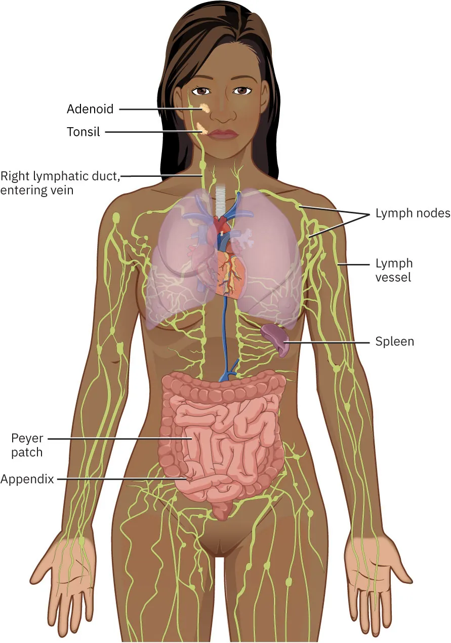 Illustration of the human body highlighting the lymphatic system with labels for adenoid, tonsil right lymphatic duct, Peyer’s patch, appendix, spleen, lymph vessel, and lymph nodes.