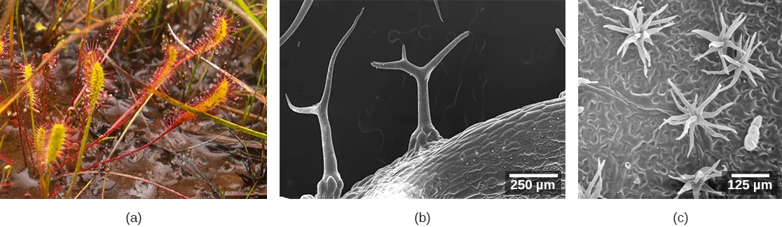 Photo (a) shows a plant with many fuzzy white hairs growing from its surface. Scanning electron micrograph (b) shows branched tree-like hairs emerging from the surface of a leaf. The trunk of each hair is about 250 microns tall. Branches are somewhat shorter. Scanning electron micrograph (c) shows many multi-pronged hairs about 100 microns long that look like sea anemones scattered across a leaf surface.