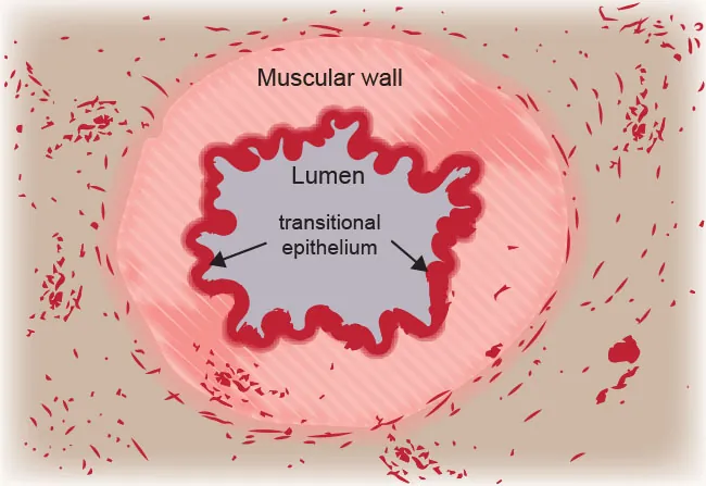 The image shows an example of transitional epithelium surrounding the lumen of a bladder that fills with urine. The epithelium is surrounded by a thicker layer of smooth muscle tissue.