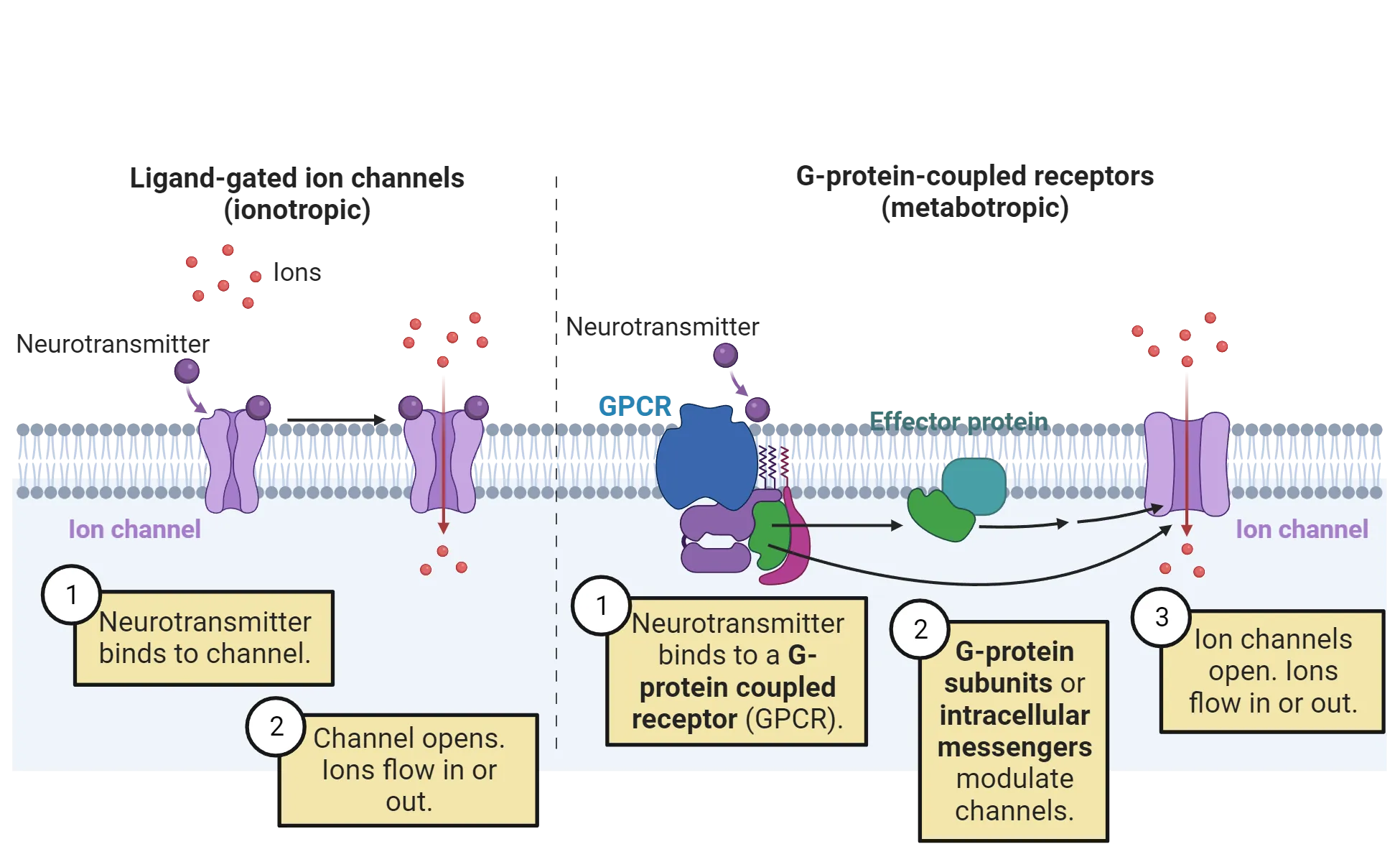 Left side: Diagram of ligand-gated ion channel in a cell membrane showing neurotransmitter binding the membrane-spanning receptor, thereby opening the receptor channel and allowing ions to flow across the membrane. Right side: Diagram of G protein coupled receptor in a cell membrane showing neurotransmitter binding the membrane-spanning receptor, thereby activating a G protein (effector protein) and secondary messangers, which then open a separate ion channel. Ions flow through the ion channel.