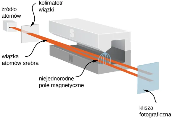 Figura jest ilustracją eksperymentu Stern Gerlach. Wiązka atomów srebra wychodzi ze źródła i po przejściu przez szczelinę jest wiązką skolimowaną. Skolimowana wiązka wchodzi do obszaru wnętrza magnesu. Gdy przechodzi między biegunami magnesu, w niejednorodnym polu magnetycznym wiązka rozdziela się na dwie wiązki. Jedna część wiązki porusza się w kierunku bieguna północnego, druga w kierunku bieguna południowego. Obie wiązki opuszczają wnętrze magnesu i padają na kliszę fotograficzną w dwóch różnych miejscach.