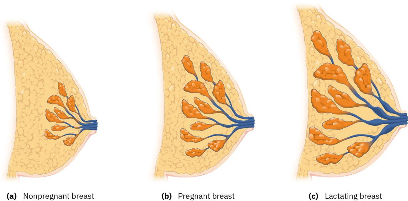 Images of breast at three times: (a) nonpregnant breast, (b) pregnant breast, and (c) lactating breast.
