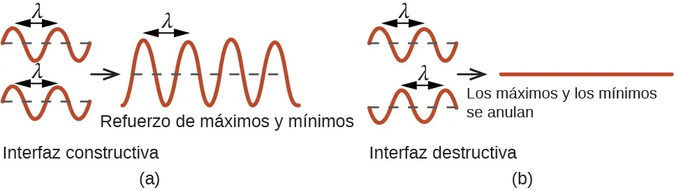 Se muestra un par de imágenes que tiene cuatro secciones. En la primera sección, se muestran dos ondas sinusoidales, una encima de la otra, y una sección desde la parte superior de una curva hasta la parte superior de la siguiente curva está marcada como "lambda". Las curvas se alinean entre sí. La frase que está debajo dice "Interferencia constructiva". Una flecha que apunta a la derecha va de la primera sección a la segunda, que muestra una curva sinusoidal más grande que tiene picos y valles más altos y más bajos. Una sección desde la parte superior de una curva hasta la parte superior de la siguiente está marcada como "lambda" y la frase que está debajo dice "Refuerzo de máximos y mínimos". En la segunda sección, se muestran dos ondas sinusoidales, una encima de la otra, y una sección desde la parte superior de una curva hasta la parte superior de la siguiente curva está marcada como "lambda". Las curvas no se alinean entre sí. La frase debajo de esto dice "Interferencia destructiva". Una flecha que apunta a la derecha conduce de la primera sección a la segunda, que muestra una línea plana. La frase que está debajo dice "Los máximos y los mínimos se cancelan".