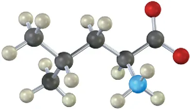 A ball-and-stick model of a five-carbon compound with a carboxylate anion at C 1, an amine at C 2, and a methyl group at C 4 position.