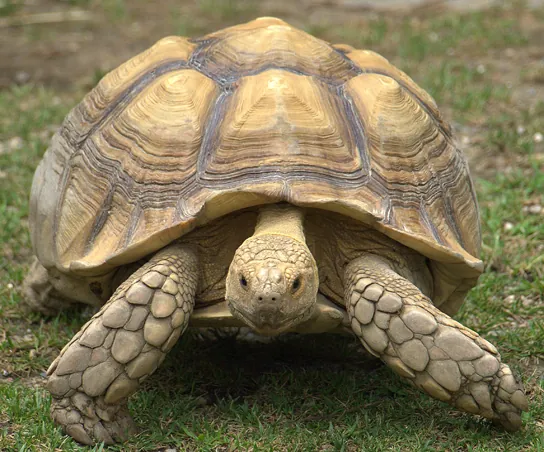The photo shows a very large tortoise, that has a huge shell which encases its body.  Its legs, neck and head protrude from the shell.