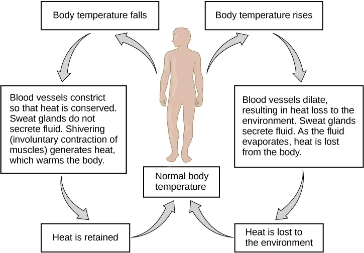 Flow chart shows how normal body temperature is maintained. If the body temperature rises, blood vessels dilate, resulting in loss of heat to the environment. Sweat glands secrete fluid. As this fluid evaporates, heat is lost from the body. As a result, the body temperature falls to normal body temperature. If body temperature falls, blood vessels constrict so that heat is conserved. Sweat glands do not secrete fluid. Shivering (involuntary contraction of muscles) releases heat which warms the body. Heat is retained, and body temperature increases to normal.