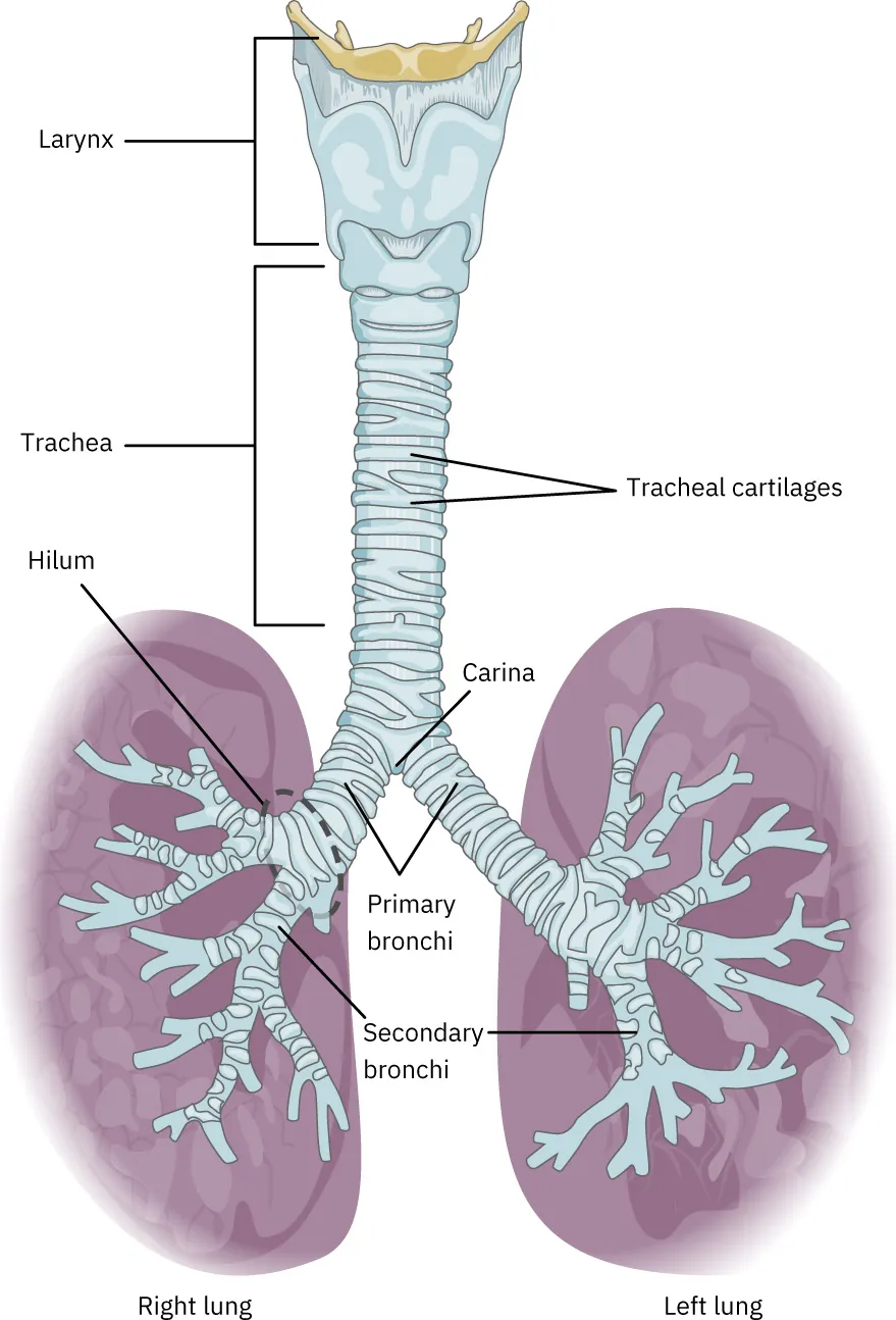 The top panel of this figure shows the trachea and its organs. The major parts including the larynx, trachea, bronchi, and lungs are labeled.