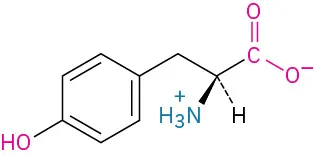 The structure of L-tyrosine. It has a carbon linked to methylene linked to phenol, carboxylate ion, dashed hydrogen, and wedged ammonia ion.