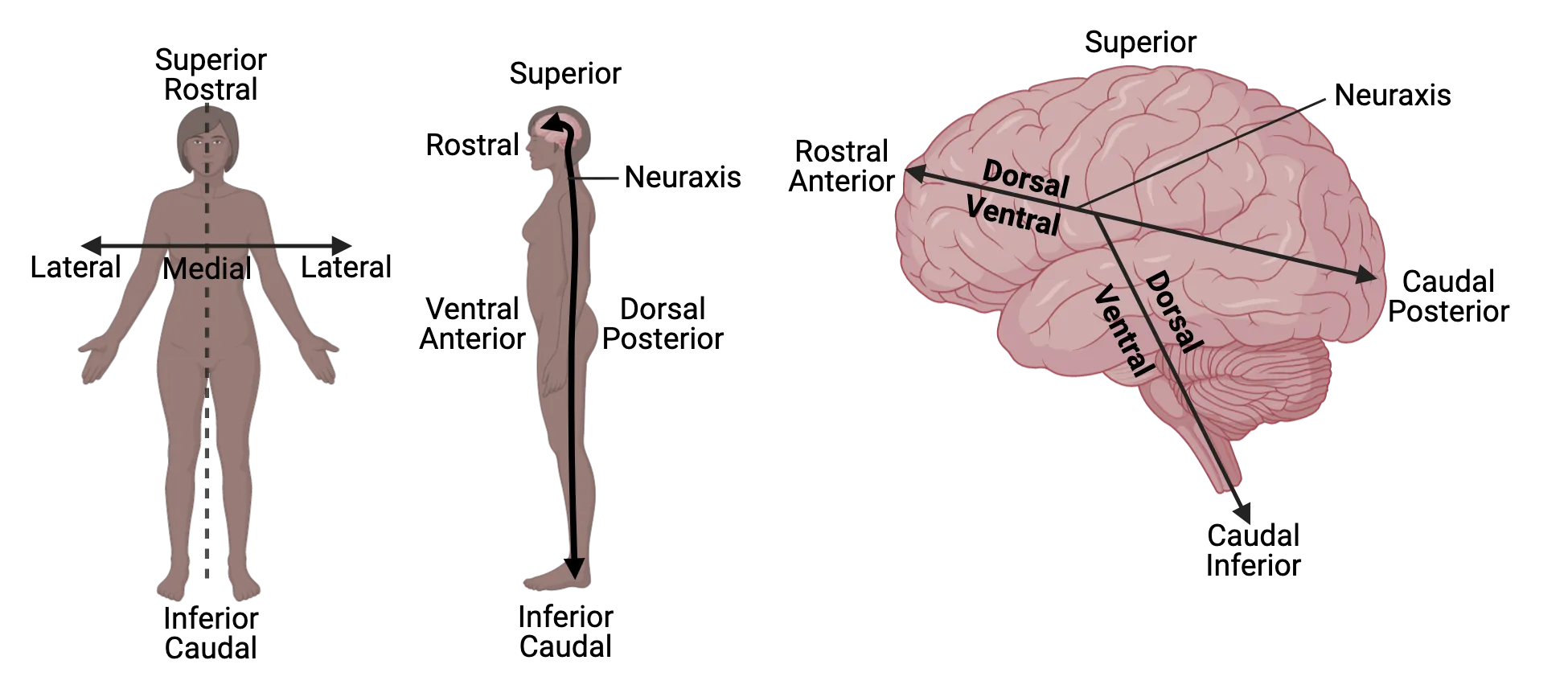Diagram of major anatomical directions shown on a human body and brain, as described in main text. The brain in particular highlights the bend in the neuraxis.