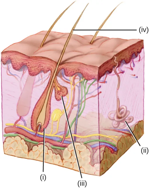A diagram of skin. i – a vase shape in the center of skin with a long projection out the top. iv – the long projection from i. iii – a small vase shape attached to i. ii – a coiled structure in the center with a tube leading out.